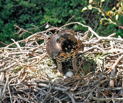 Stephanoaetus coronatus