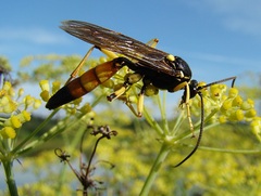Ichneumon xanthorius