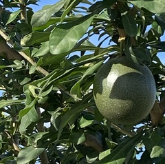 Crescentia cujete