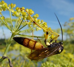 Ichneumon xanthorius