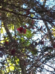 Leptospermum scoparium