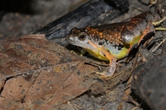 Microhyla berdmorei
