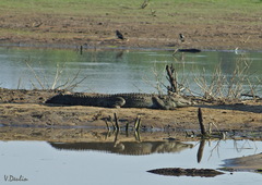 Crocodylus palustris
