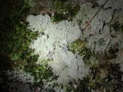 Lepraria subalbicans