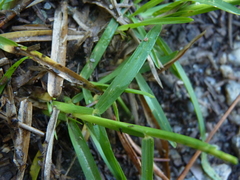 Eremochloa ophiuroides