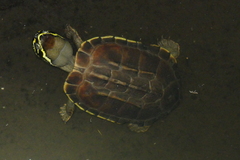 Malayemys macrocephala