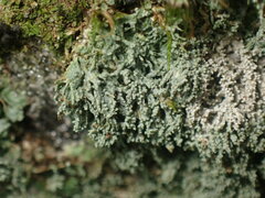 Lepraria subalbicans