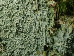 Lepraria subalbicans