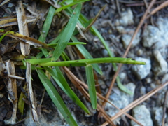 Eremochloa ophiuroides