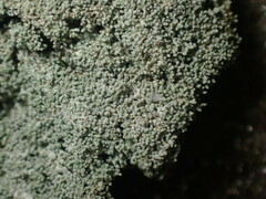 Lepraria subalbicans