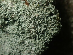 Lepraria subalbicans