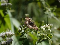 Noctuana lactifera