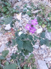 Glandularia canadensis