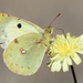 Berger's Clouded Yellow - Photo (c) Pablo de la Fuente Brun, some rights reserved (CC BY-NC), uploaded by Pablo de la Fuente Brun