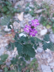 Glandularia canadensis