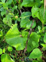 Dioscorea trifida