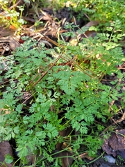 Chaerophyllum tainturieri