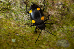 Eumorphus quadriguttatus