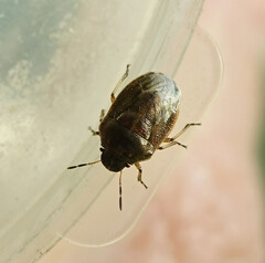 Neottiglossa pusilla