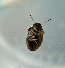 Neottiglossa pusilla