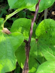 Dioscorea trifida