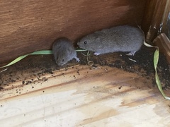 Microtus californicus