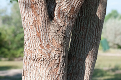 Leucaena pulverulenta