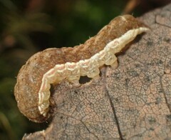 Cerastis tenebrifera