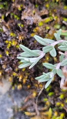 Teucrium montanum