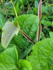 Dioscorea trifida