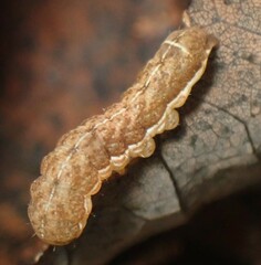 Cerastis tenebrifera