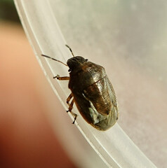 Neottiglossa pusilla