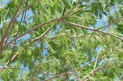 Leucaena pulverulenta