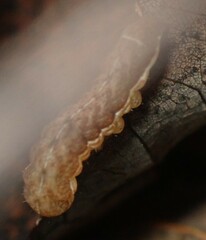 Cerastis tenebrifera