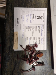 Pseudobaeospora deckeri