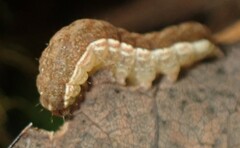 Cerastis tenebrifera