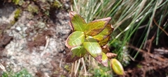 Hypericum foliosum
