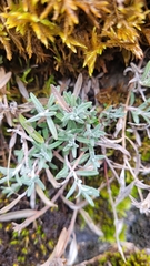 Teucrium montanum