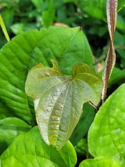 Dioscorea trifida