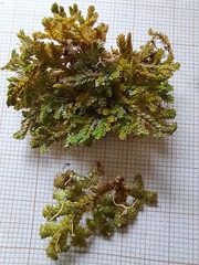 Selaginella sespillifolia