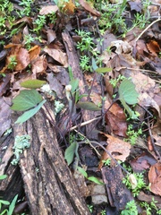 Jeffersonia diphylla