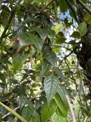 Hirtella rugosa