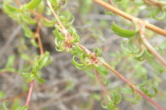 Cliffortia ferruginea