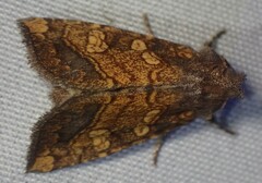 Papaipema cataphracta