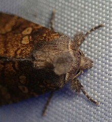 Papaipema cataphracta