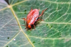 Ectobius vittiventris