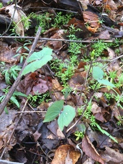 Jeffersonia diphylla