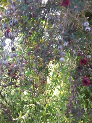 Leptospermum scoparium