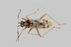 Dicyphus alkannae
