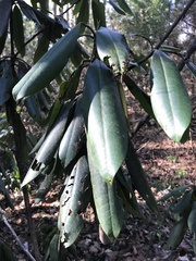 Rhododendron
